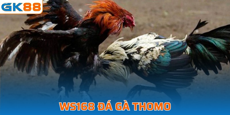 Siêu phẩm chọi gà Thomo tại WS168